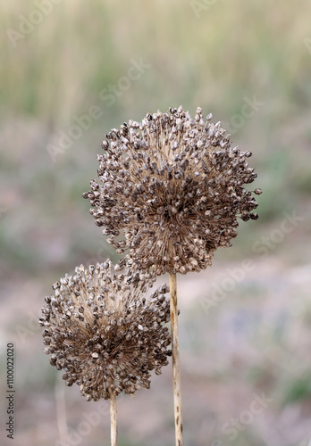 Boules de graines sur tige photo