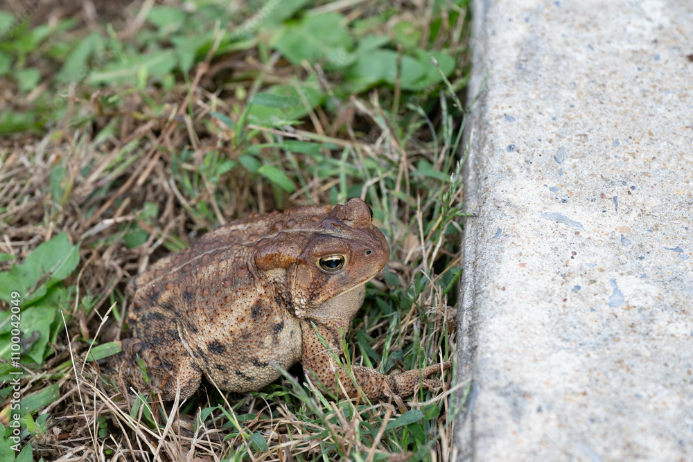 Obraz premium Eastern American toad, brown, warty, with a white belly blends in with the environment.