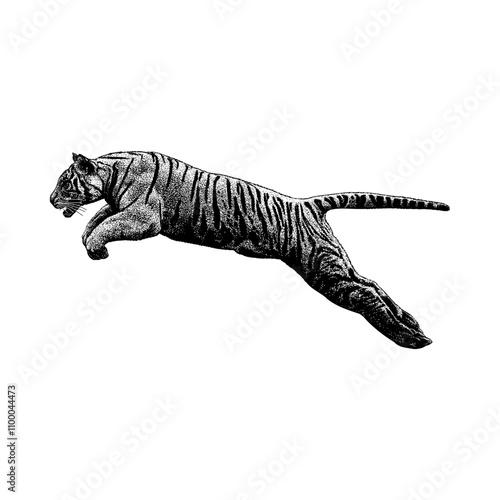 White Tiger jump hand drawing vector isolated on background.