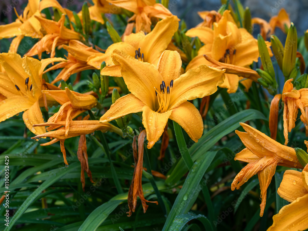 Obraz premium Amur Daylily