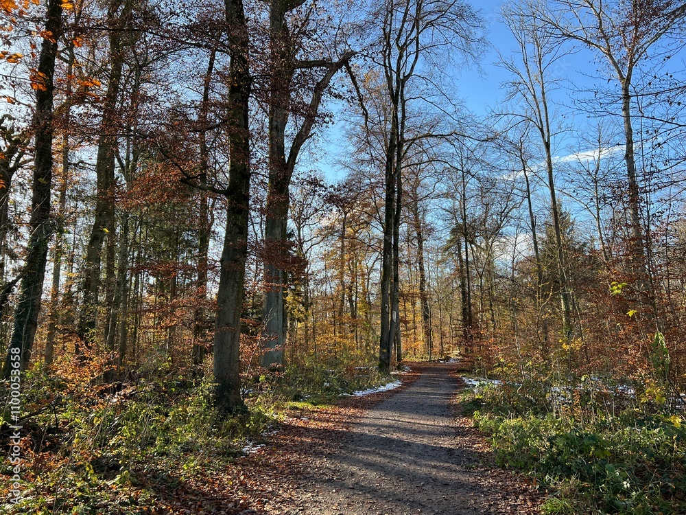 Obraz premium Sports and recreation trails around the Swiss Katzenseen lakes or promenade along Lake Katzensee (Katzen Lake), Regensdorf - Canton of Zurich (Zürich or Zuerich), Switzerland (Schweiz)