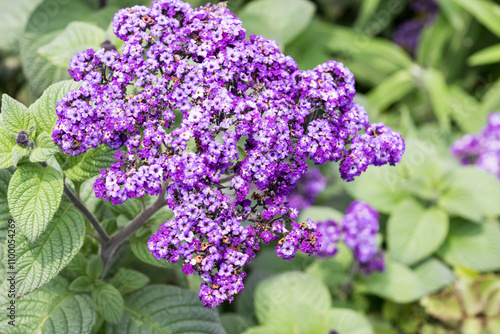 Beautiful common heliotrope (Heliotropium peruvianum) flowers. photo