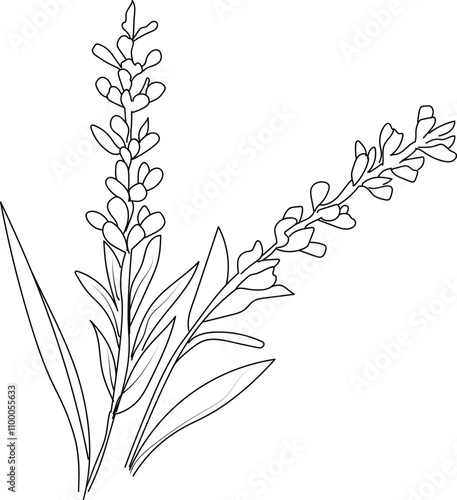 Vector illustration of a beautiful Lavender flower bouquet.
Vector sketch illustration, isolated on white.
Monochrome hand-drawn vector floral calla. sketch illustration with flowers