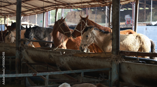 the horses stay inside the livestock market near Bishkek, Kyrgyzstan. animal husbandry is one of economics sources in Kyrgyzstan because of nomadic history  photo