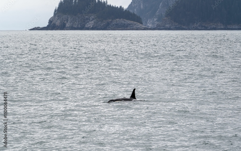 Naklejka premium Orca swimming in the ocean with island backdrop.
