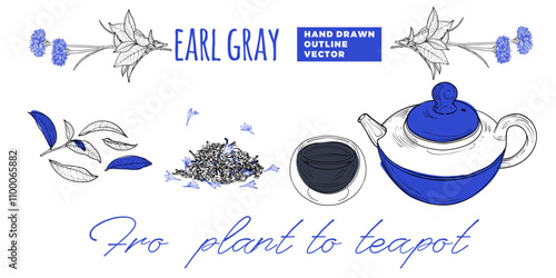 Line art tea from plant to pot. Hand drawn vector tea illustration. Earl gray tea design for online and print tea projects. Outline line art with flat colored details for bar or cafe menu designs. 