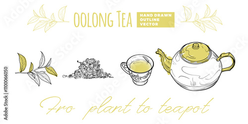 Line art tea from plant to pot. Hand drawn vector tea illustration. Oolong tea design for online and print tea projects. Outline line art with flat colored details for bar or cafe menu designs. 