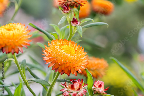 Beautiful strawflowers (xerochrysum bracteatum).