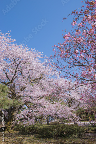 The cherry blossom season in Japan, known as 
