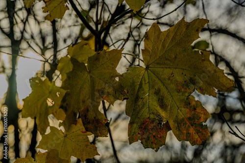 Ahornblätter im Herbst photo