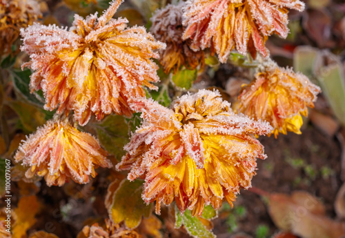 Photos Frosty yellow chrysanthemums with ice crystals in a winter garden