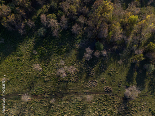 Drone image of a muddy green area surrounded by trees in the daily forest
