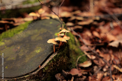 vista macro di piccoli funghi gialli e marroni sul ceppo umido, scuro e coperto di muschio di un vecchio albero tagliato, in un bosco di montagna, in autunno photo