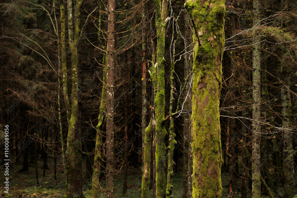 Fototapeta premium vista dettagliata dei tronchi di vari abeti in un bosco di montagna, coperti di muschio verde, di giorno, in autunno