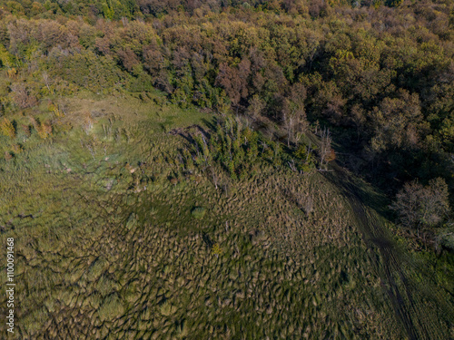 Drone image of a muddy green area surrounded by trees in the daily forest
 photo