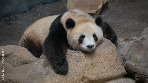 Giant panda, Beauval zoo, France