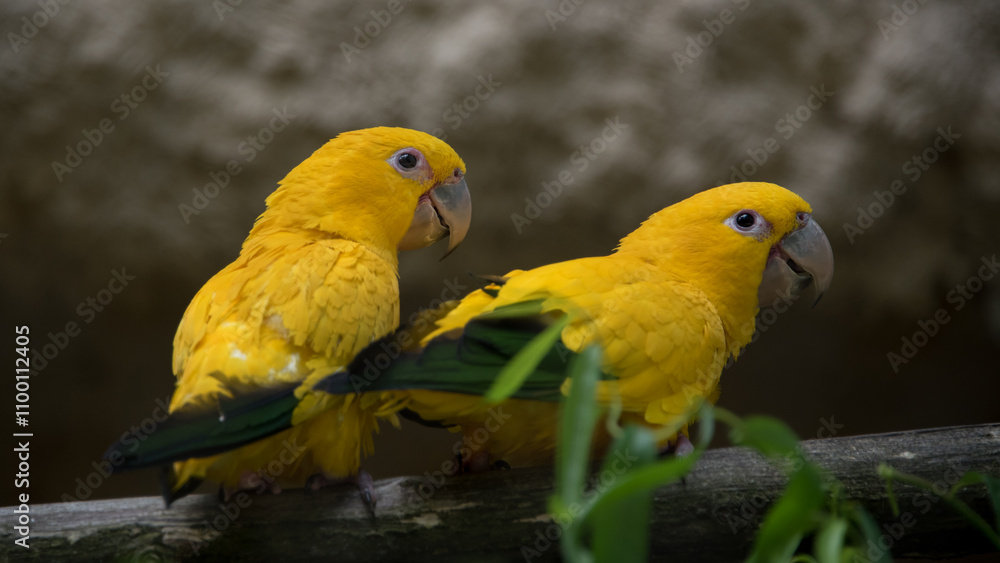 Fototapeta premium Golden conure, Beauval zoo, France