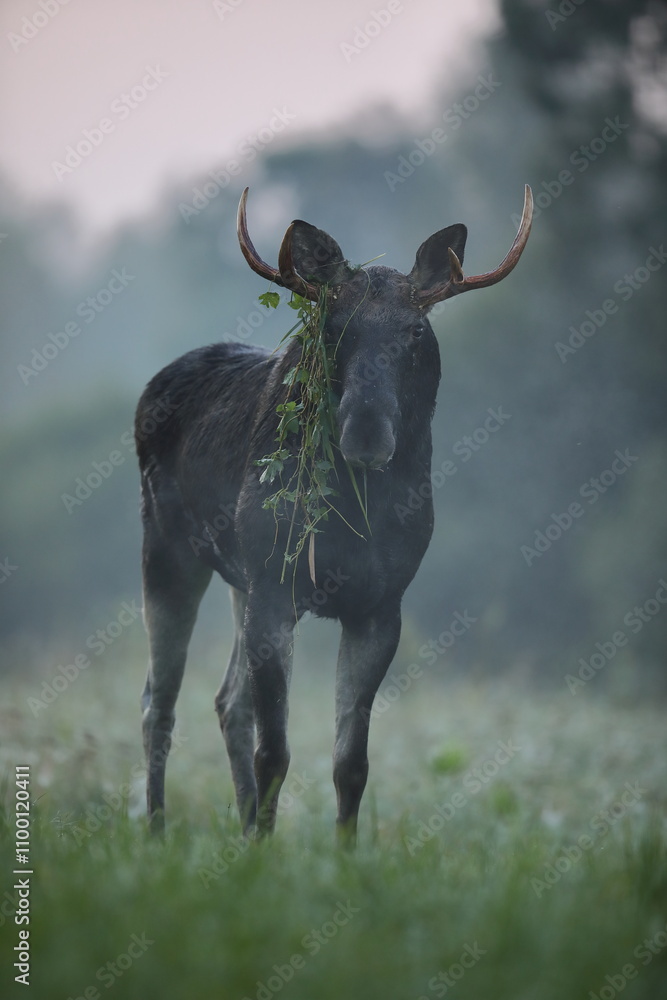 Obraz premium Tytuł: Łoś (Alces alces) moose