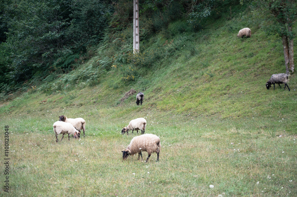 Fototapeta premium Four white merino sheep and goats with black feet and a cowbell grazing quietly in a group