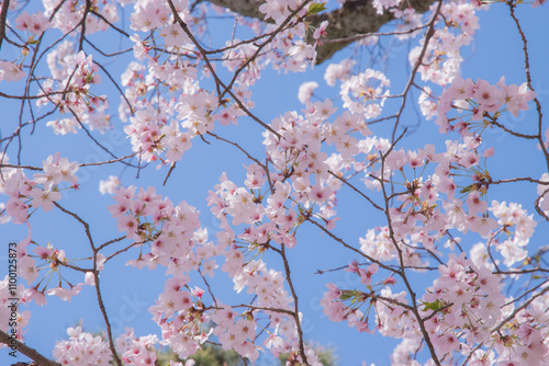 The cherry blossom season in Japan, known as 