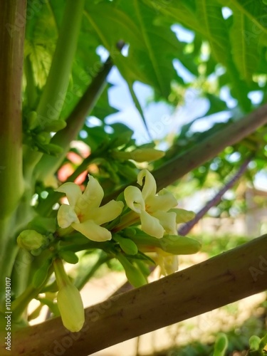 National Flower 