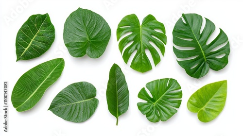 Tropical green leaves set against a white backdrop, featuring ample room for text, viewed from above.