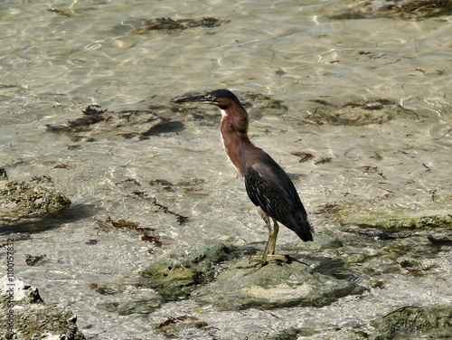 kio, the green heron, hunting by the sea shore on the beach in guadeloupe. Butorides virescens isolated bird photo