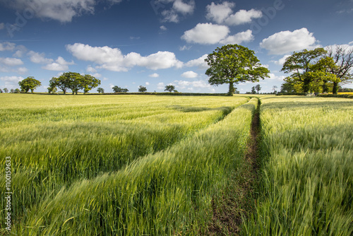 Tree in Barley