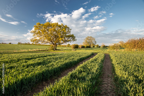 Through the Wheatfield to Lizzie's Tree