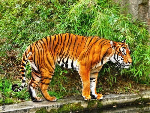 Photography tiger in the wild