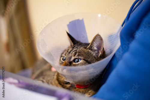 Sad green eyes cat in a  plastic cone in his owner's arms