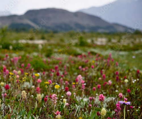Indian Paintbrush flowers in the mountains