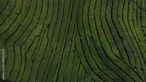 Aerial video of the Tambi Wonosobo tea plantation in Indonesia photo