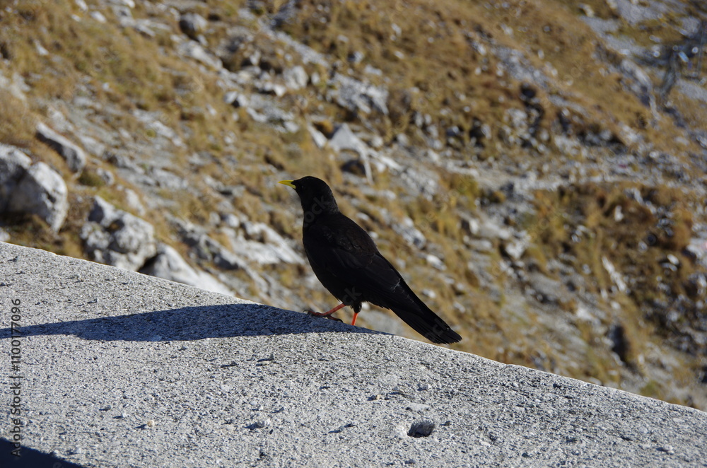 Fototapeta premium Bird in the Mountains