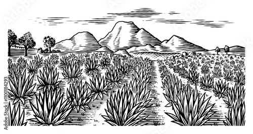 Agave field. Vintage retro landscape. Harvesting for tequila making. Vector illustration for menu or poster. Engraved hand drawn sketch. Woodcut style.