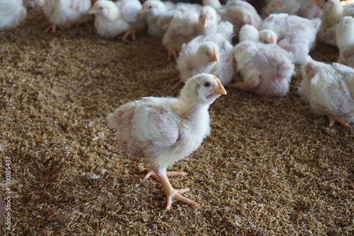 Broiler chicken in a poultry farm, White poultry chicken in chicken farming business, Closeup shot of little chickens in a broiler farm