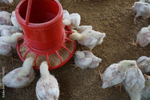 A flock of tiny chickens is eating from the feeder, A group of chickens is being fed on a chicken farm, Small chick is eating on the farm