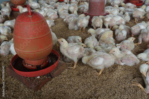 A flock of yellow chicks drink water from a drinker on a farm, Chickens drinking water from a water pot on a poultry farm, A group of broiler chickens drinking water