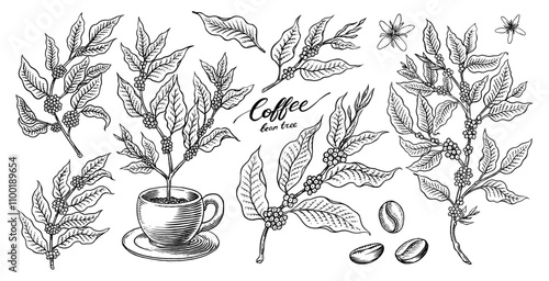 Coffee in vintage style. Grain, cocoa leaves, cinnamon sticks, a cup and a teapot, a coffee maker and a bag of milk, calligraphic inscription. Hand drawn engraved retro sketch for labels.