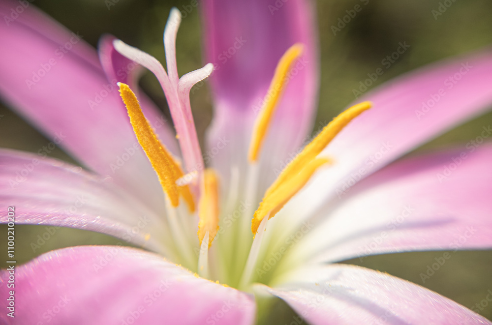 Fototapeta premium The Vibrant Heart of Nature: Macro Shot of Flower Pollen