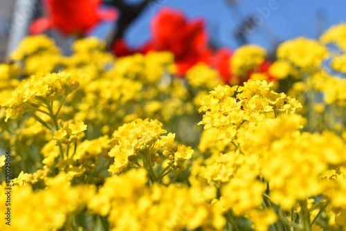 Ein Meer aus Steinkraut Blüten im Frühling vor roten Tulpen