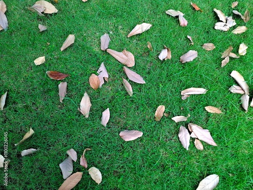 Fall leaves on green lawn background and wallpaper 