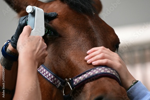 Augendruck Messen beim Pferd, Ausschnitt.