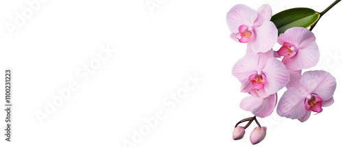 Beautiful pink orchid in natural setting. transparent background