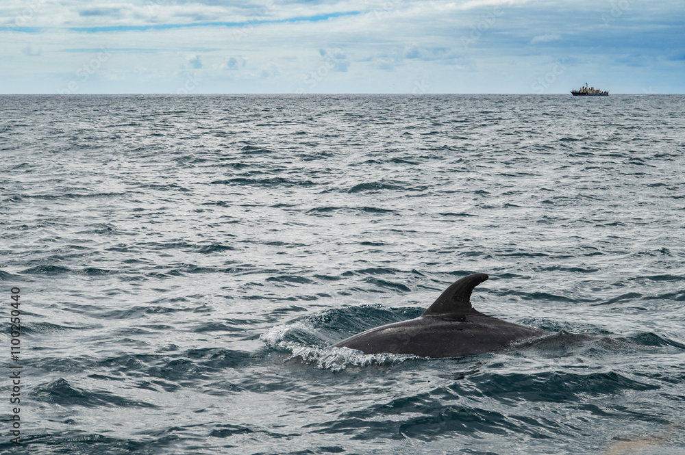 Obraz premium Wild dolphin swimming at the surface of the Atlantic ocean near Sao Miguel Island, Azores, Portugal. Short beaked common dolphins (Delphinus delphis). A dolphin jumps out of the water