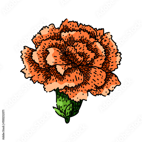 bouquet carnation hand drawn. garden floral, beauty blossom, plant nature bouquet carnation vector sketch. isolated color illustration