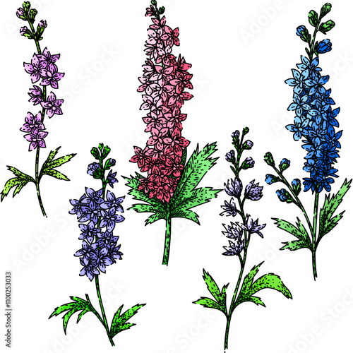 delphinium set hand drawn. blooms blue, spikes cottage, garden toxic delphinium vector sketch. isolated color illustration