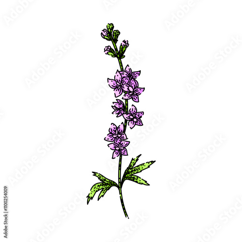 blooms delphinium hand drawn. blue spikes, cottage garden, toxic larkspur blooms delphinium vector sketch. isolated color illustration