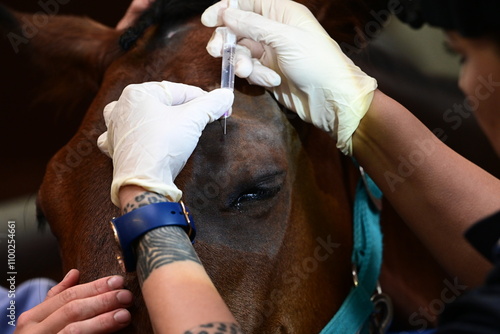 Tierärztin injiziert eine örtliche Betäubung im Bereich des zu behandelnden Auges, Ausschnitt photo