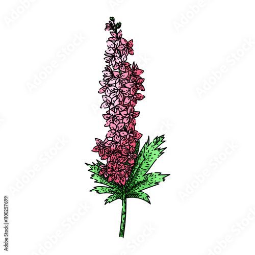 blue delphinium hand drawn. spikes cottage, garden toxic, larkspur planting blue delphinium vector sketch. isolated color illustration